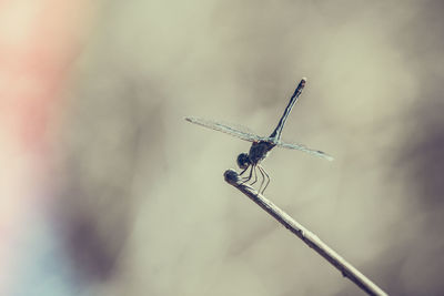 Low angle view of dragonfly on metal against sky