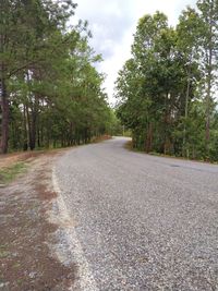 Empty road along trees and plants