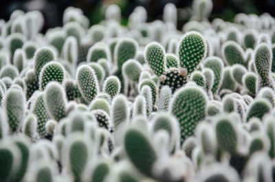 Close-up of cactus