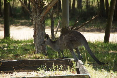 Deer on tree