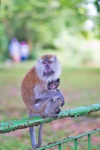 Close-up of monkey sitting on tree