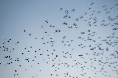 Low angle view of birds flying