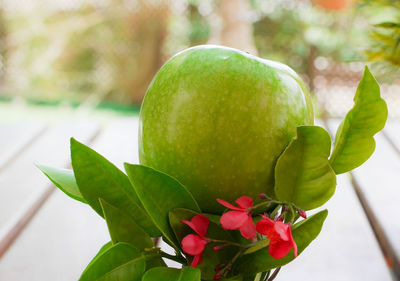 Close-up of fruit growing on tree