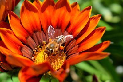 Close-up of bee pollinating on flower