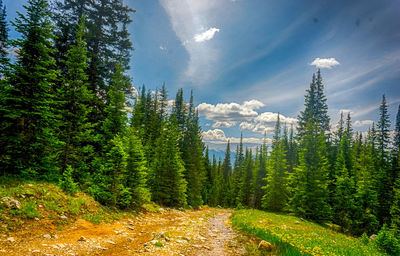 Panoramic view of pine trees in forest against sky