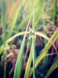 Close-up of insect on grass