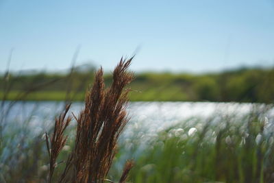 Close-up of grass against sky