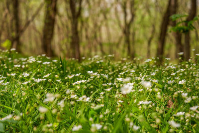 Close-up of white flowering plants on land