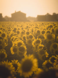 Close-up of yellow flowering plants on field against sky