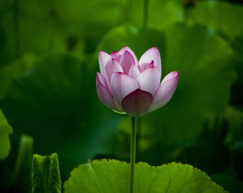 Close-up of pink water lily blooming outdoors