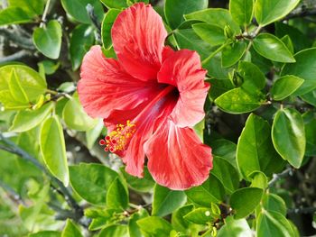 Close-up of hibiscus blooming outdoors