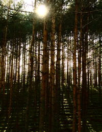 Low angle view of bamboo trees in forest