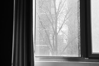 Close-up of bare tree against window