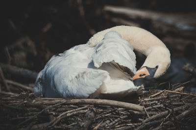 Close-up of birds in nest