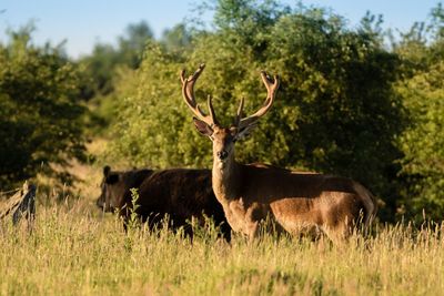 Red deer on grassy field