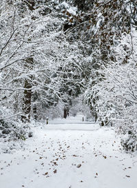 White trees in snow