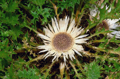 High angle view of flowering plant on field