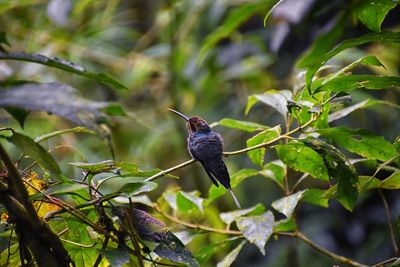 Low angle view of bird perching on tree