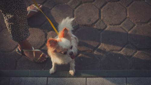 View of a dog on wall