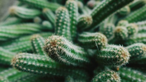 Close-up of cactus