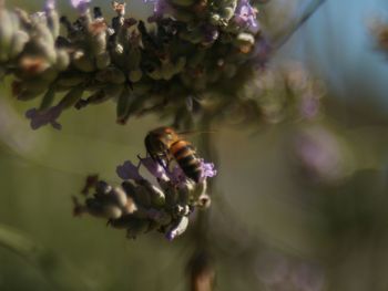 Close-up of honey bee pollinating on white flower