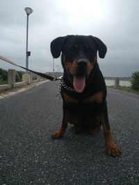 Portrait of dog on road in city