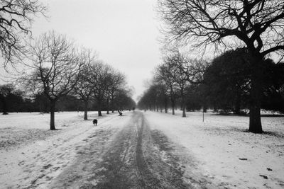 Road amidst trees against sky during winter