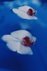 Close-up of rose against blue water