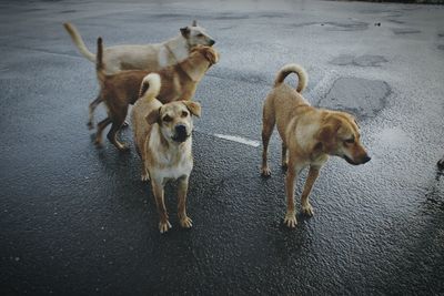 Dog on road