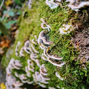 Close-up of mushroom growing on tree trunk