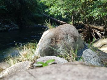 View of lizard on rock in forest