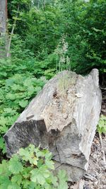 Close-up of tree trunk