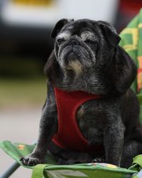 Close-up of dog sitting