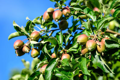 Green and red fruits and leaves in a large apple tree in an orchard garden in a sunny summer day