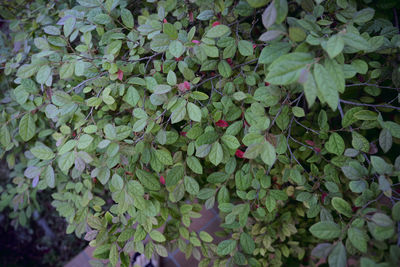 Full frame shot of plants