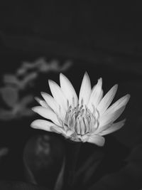 Close-up of white flowering plant against black background