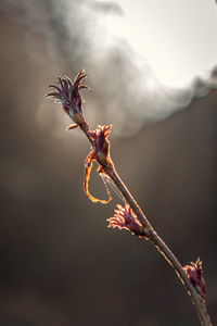 Close-up of wilted plant