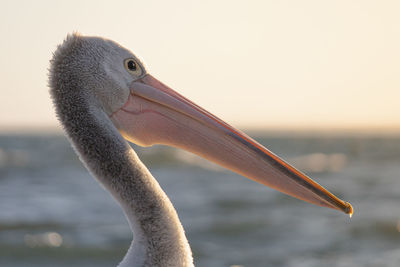 Close-up of a bird against the sea