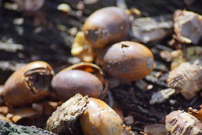 High angle view of shells on field