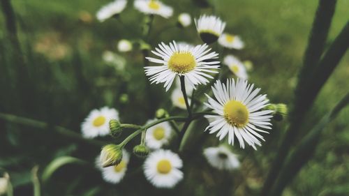 Close-up of white daisy flowers on field