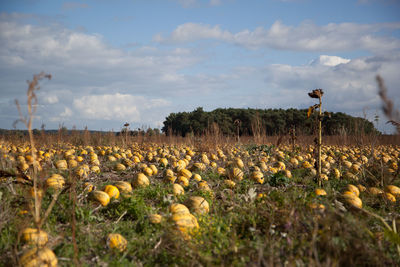 Plants growing on field against sky