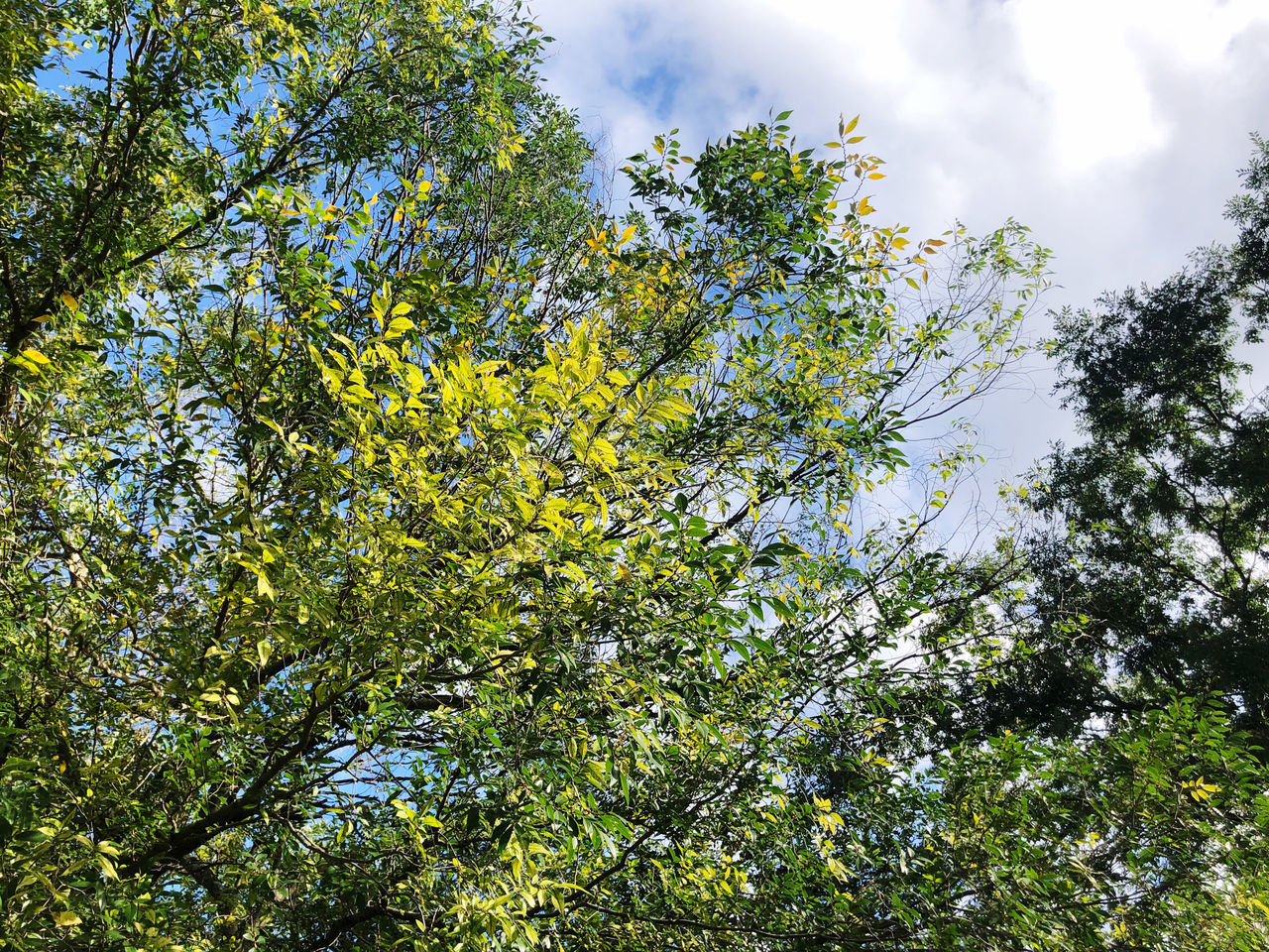 LOW ANGLE VIEW OF TREE IN FOREST AGAINST SKY