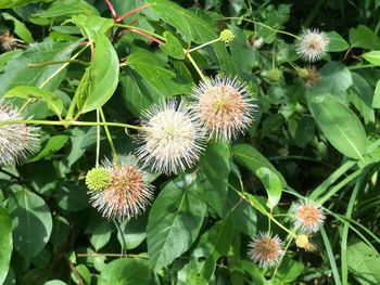 Close-up of flowers blooming outdoors