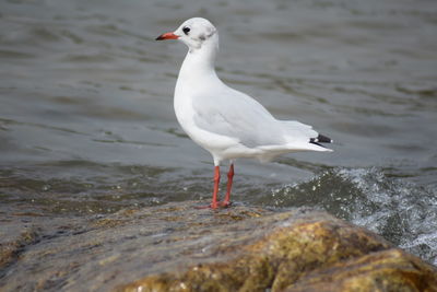 Seagull perching on a beach