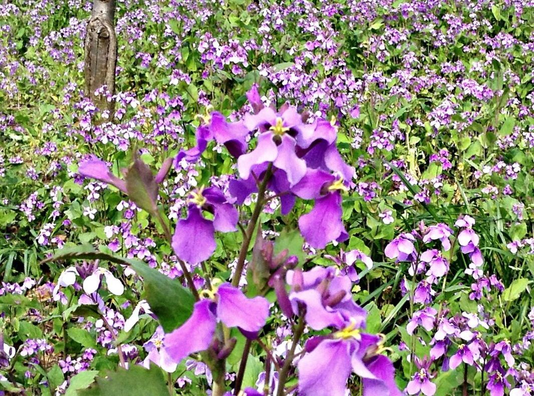 flower, freshness, fragility, purple, growth, petal, beauty in nature, blooming, nature, plant, flower head, in bloom, field, high angle view, blossom, pink color, park - man made space, springtime, abundance, outdoors