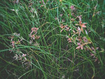 Close-up of plants growing on field