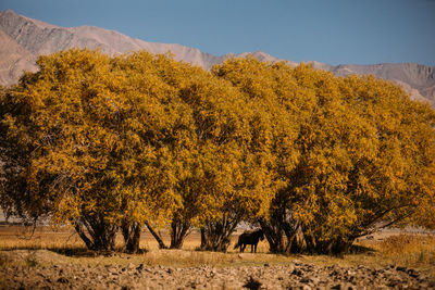 View of plants on landscape during autumn