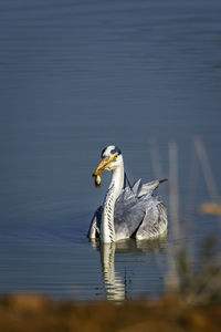 Duck swimming in lake