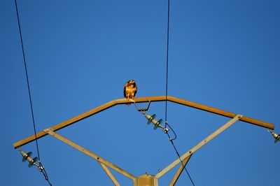 Low angle view of hawk perching on electricity pylon against clear sky