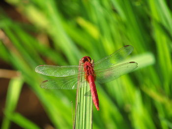 Close-up of dragonfly on leaf